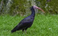 Tiere, Vögel - Ruderfüßer  Waldrapp_Geronticus eremita_Northern Bald Ibis 01.JPG