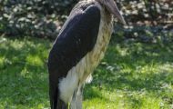 Tiere, Vögel - Schreit- und Storchenvögel  Marabu_Leptoptilos crumeniferus_Marabou Stork 03.JPG