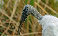 Tiere, Vögel - Schreit- und Storchenvögel  Waldstorch_Mycteria americana_Wood Stork 08.JPG