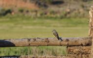 Tiere, Vögel - Sperlingsvögel  Arkansaskönigstyrann_Tyrannus verticalis_Western Kingbird 04.JPG