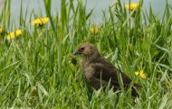 Tiere, Vögel - Sperlingsvögel  Braunkopf Kuhstärling_Molothrus ater_Brown-headed Cowbird 02.JPG