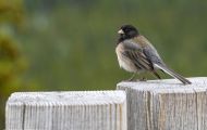 Tiere, Vögel - Sperlingsvögel  Junko_Junco hyemalis_Dark-eyed Junco 02.JPG
