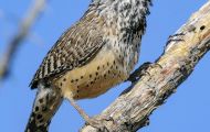 Tiere, Vögel - Sperlingsvögel  Kaktuszaunkönig_Campylorhynchus brunneicapillus_Cactus Wren 02.JPG