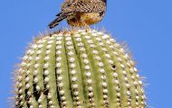Tiere, Vögel - Sperlingsvögel  Kaktuszaunkönig_Campylorhynchus brunneicapillus_Cactus Wren 04.JPG