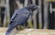 Tiere, Vögel - Sperlingsvögel  Kolkrabe_Corvus corax_Common Raven 11.JPG