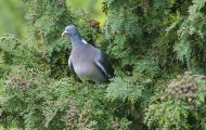 Tiere, Vögel - Taubenvögel  Ringeltaube_Columba palumbus_Wood Pigeon 03.JPG