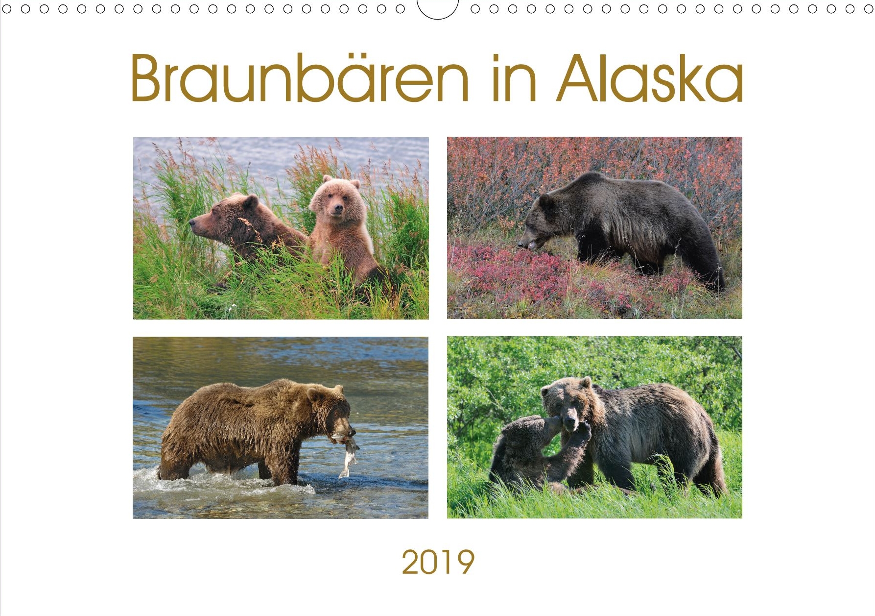 Braunbären in Alaska - Titelseite Kalender