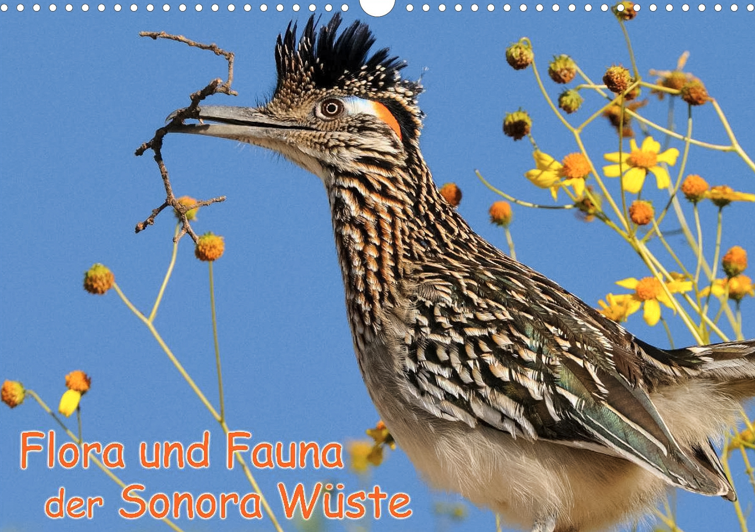 Flora und Fauna der Sonora Wüste - Titelseite Kalender