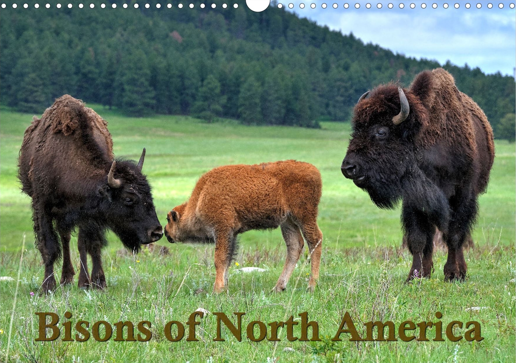 Flora und Fauna der Sonora Wüste - Titelseite Kalender