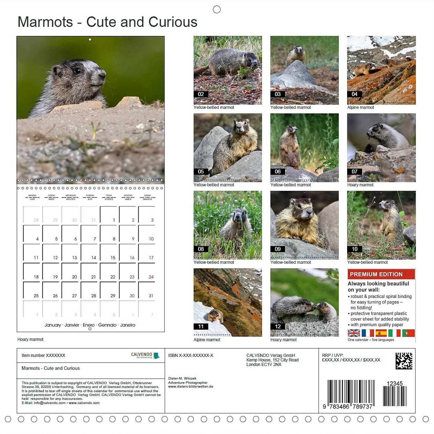 Murmeltiere in Nordamerika - Rückseite Kalender