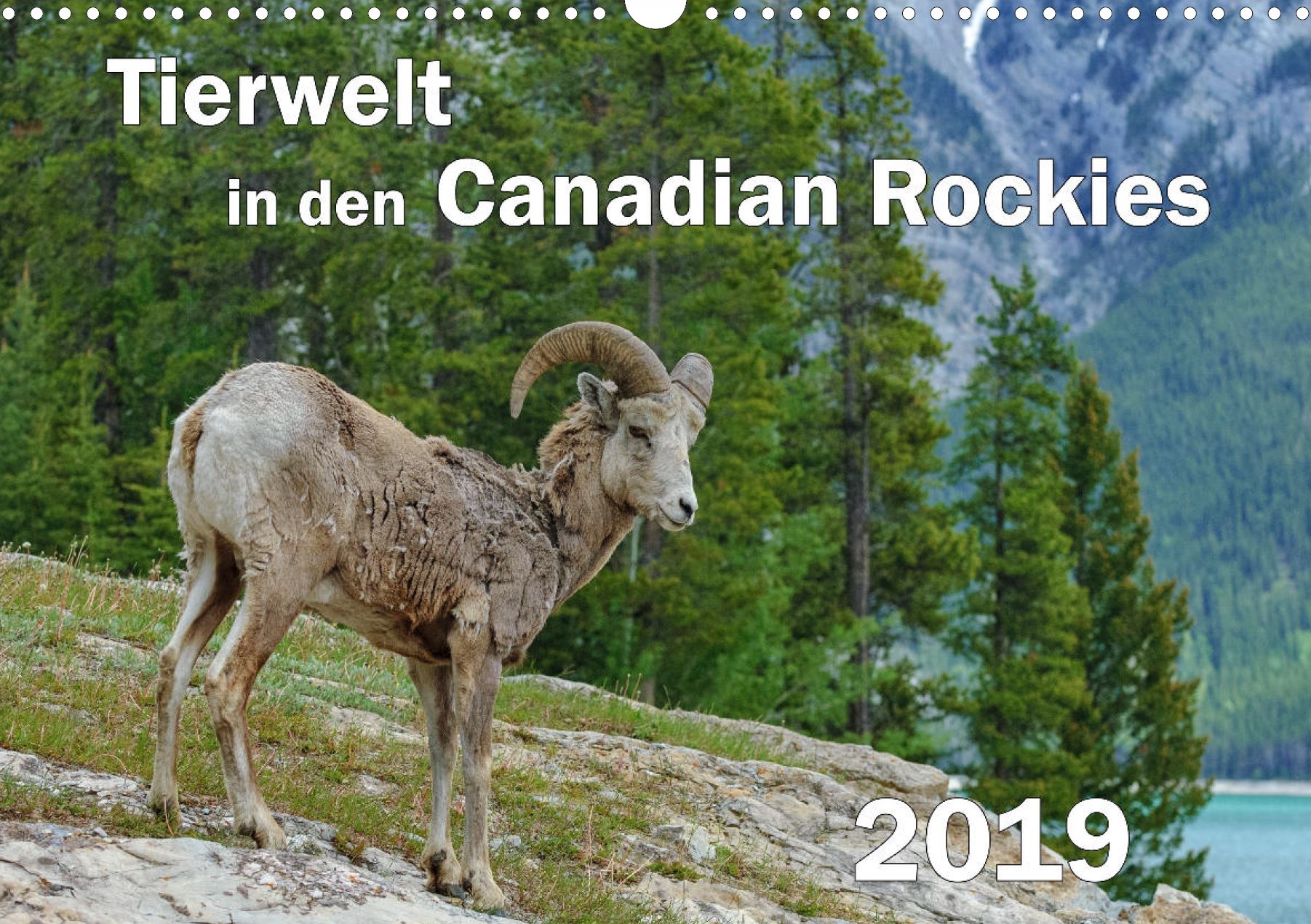 Tierwelt in den Canadian Rockies - Titelseite Kalender