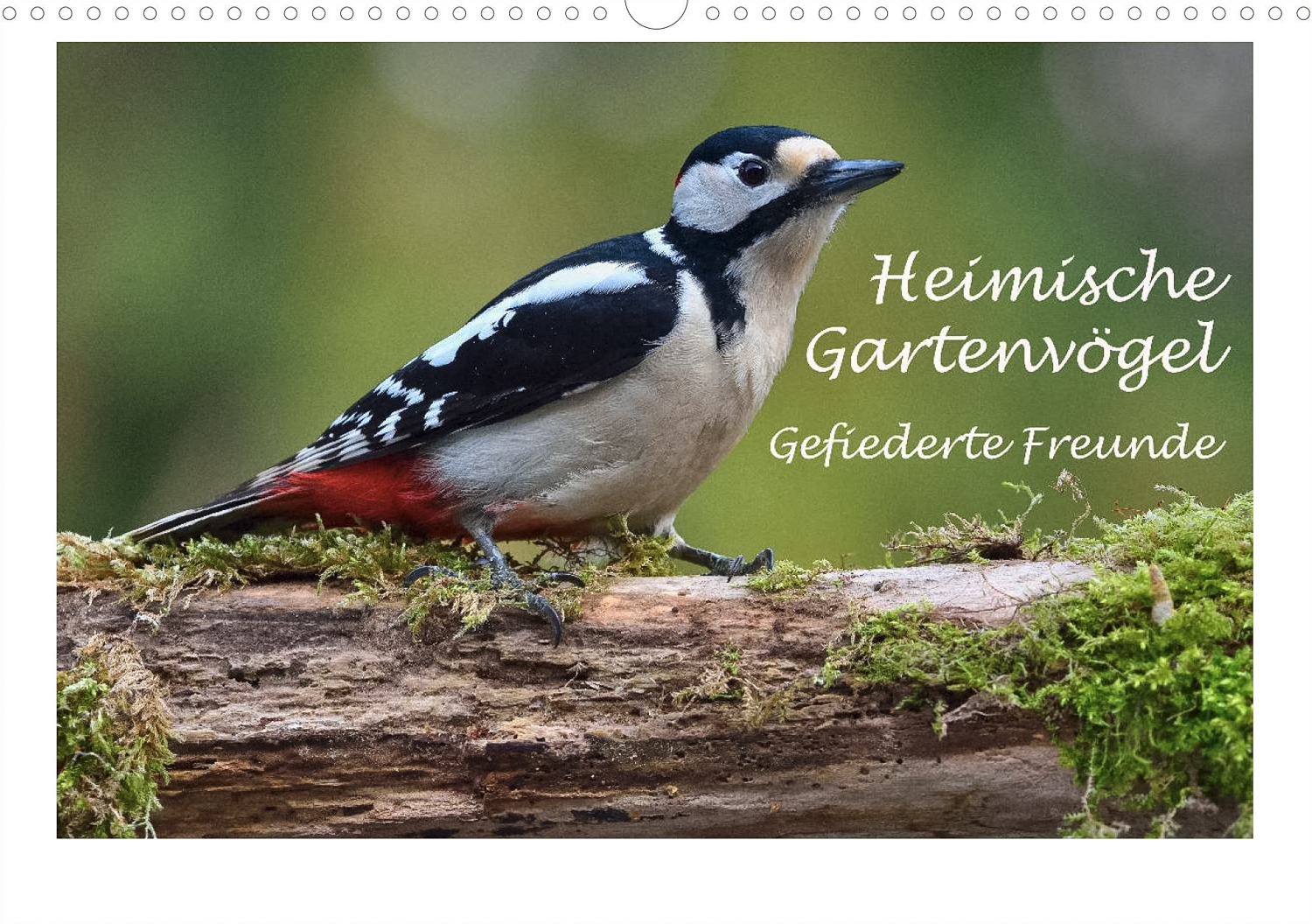Heimische Gartenvögel - Titelseite Kalender