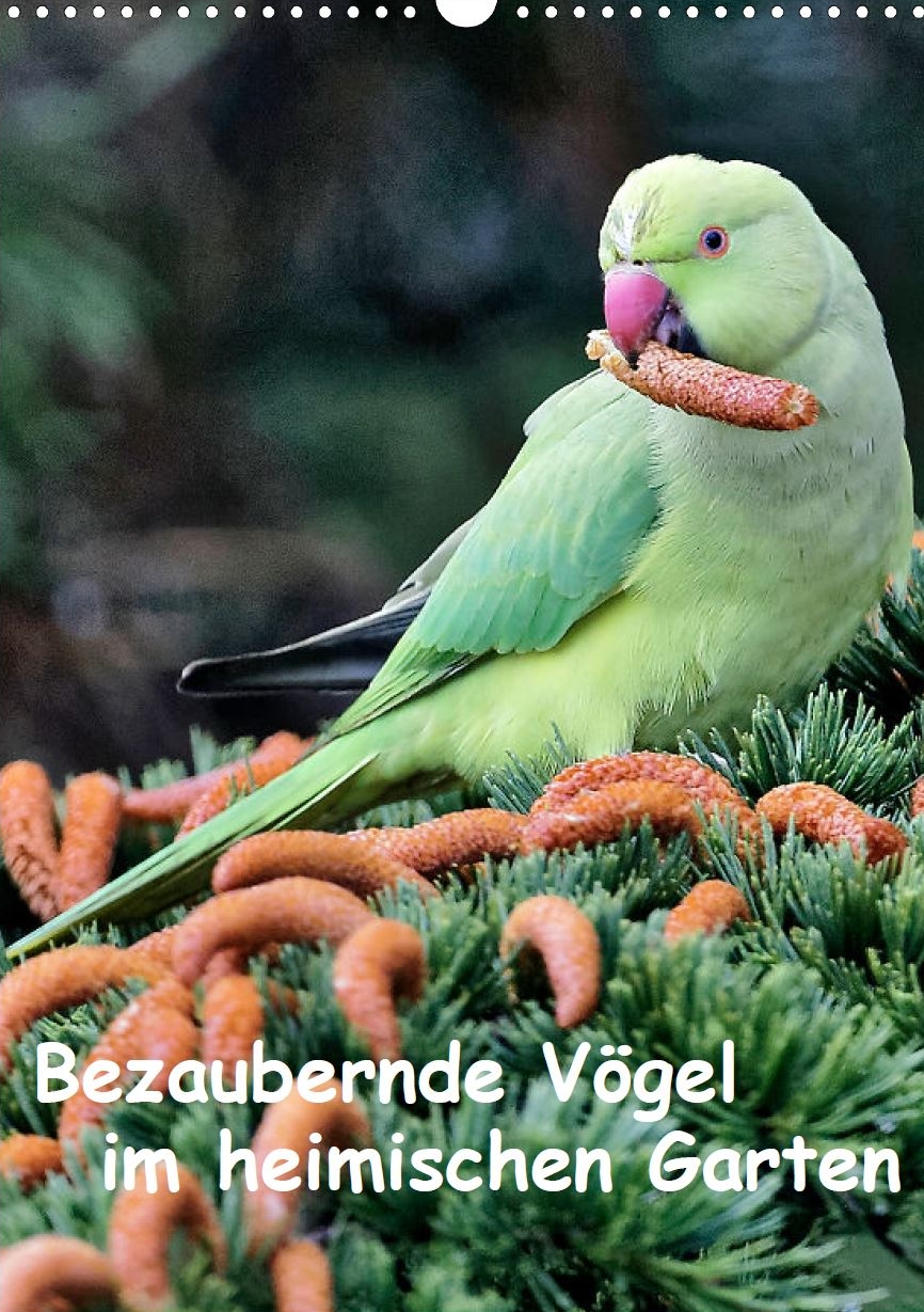 Heimische Gartenvögel - Titelseite Kalender